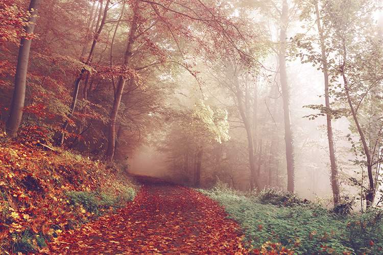 Biomechanik der Wirbelsäule Teil I