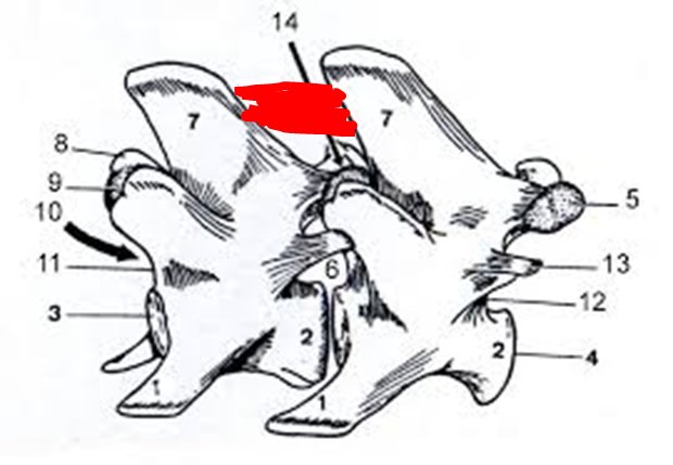 Lig. longitudinale dorsale Wirbelsäule Pferd