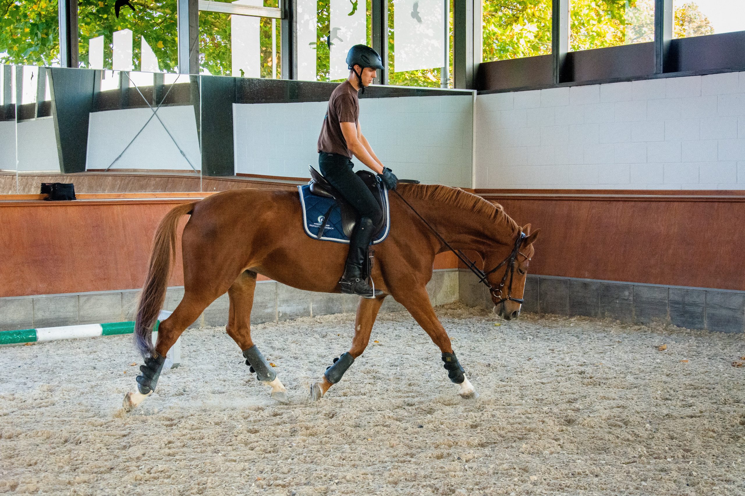 Pferd Dehnung, Vorhand frei, Thorax getragen, vorwärts abwärts